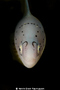 Morey Eel Closeup by Henrik Gram Rasmussen 